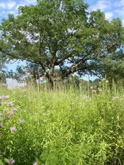 Eloise Butler Wildflower Garden and Bird Sanctuary