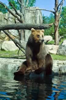 Minnesota Zoo